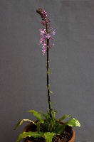 Stenoglottis longifolia